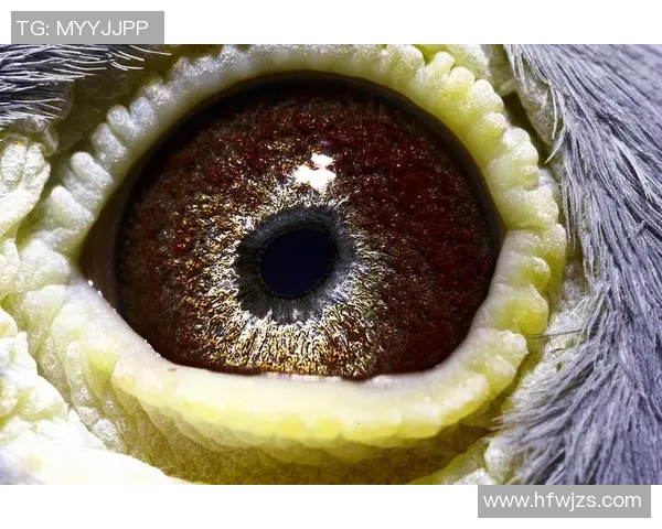 足球明星因尼斯特的传奇人生与辉煌成就解析